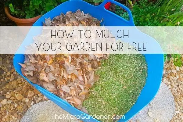 How to Mulch Your Garden for Free