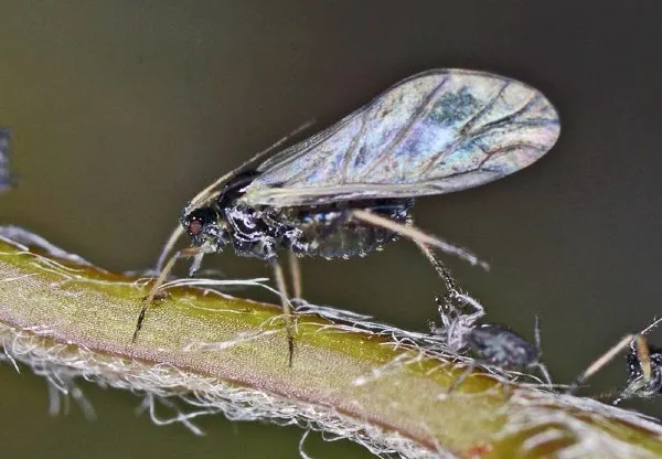 Mature adult aphid with wings