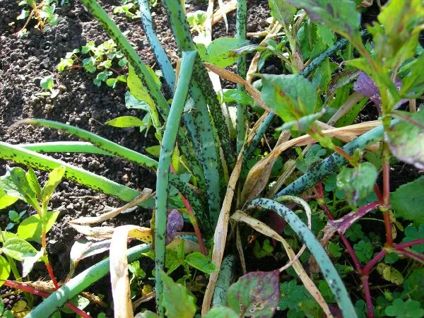 Severe infestation of onion aphids Neotoxoptera formosana on shallots