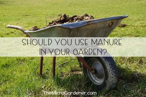 Should You Use Manure in Your Garden? What are the pros/cons and how to use manure safely